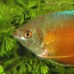 Gourami1.jpg