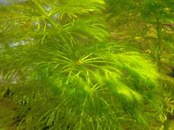 algae1.jpg