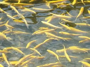 golden_trout_farm1.jpg