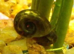 snail2.jpg