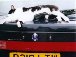 mog_on_the_car_____.jpg