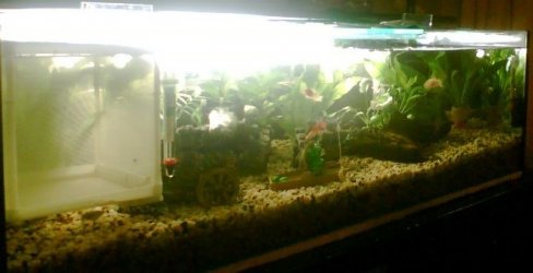 Fishtank_Updated_pic_March_20_07.jpg