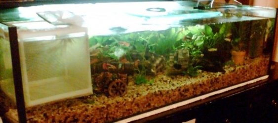 Fishtank_newestpic_1.jpg