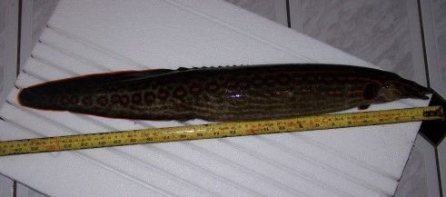 dead_eel_002.jpg