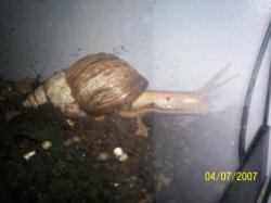 snail1.JPG