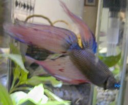 Betta1.jpg