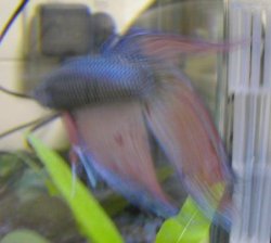 Betta2.jpg