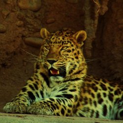 Amur_Leopard__Eye_mod_.JPG