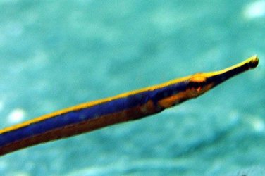 pipefish.jpg