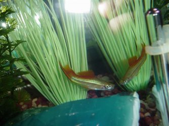 Swordtail_Fish_028.jpg