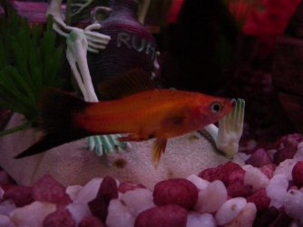 Swordtail_Fish_021.jpg