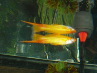 Swordtail_Fish_002.jpg