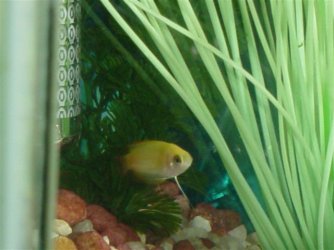 Honey_Gouramis__December_1st_002.jpg