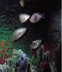 gouramis.JPG