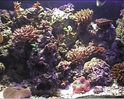 reef1_087.jpg