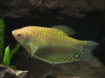 03_11_12_F_Gold_Gourami.jpg