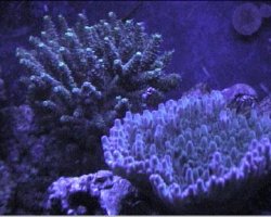 reef1_171.jpg