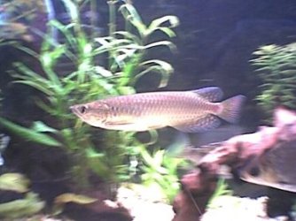 arowana_1.jpg