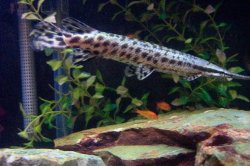 Resize_of_Aquarium_009.jpg