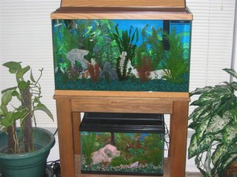 My_Aquarium_2003_2_059.jpg