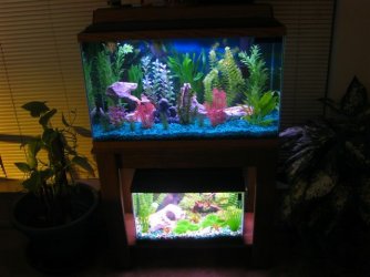 My_Aquarium_2003_2_064.jpg