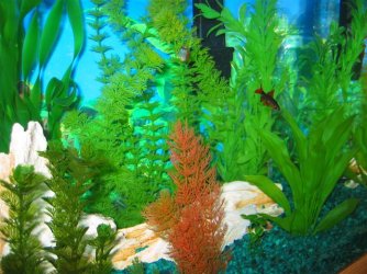 My_Aquarium_2003_2_084.jpg