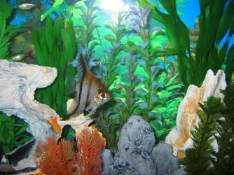 My_Aquarium_2003_2_087.jpg