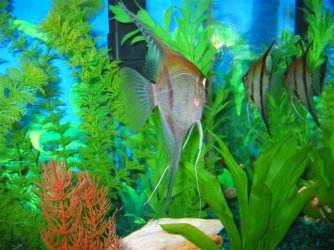 My_Aquarium_2003_2_090.jpg