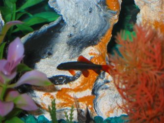 My_Aquarium_2003_2_110.jpg