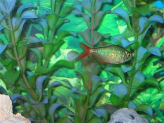 My_Aquarium_2003_2_113.jpg