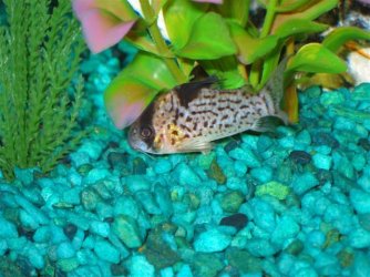 My_Aquarium_2003_2_118.jpg