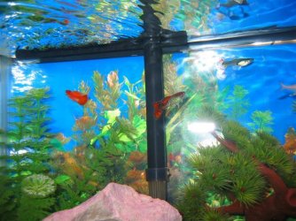 My_Aquarium_2003_2_139.jpg