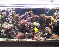 reef1_186.jpg