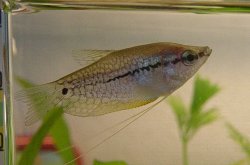 Pearl_Gourami.jpg