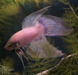 04_01_24_Betta.jpg