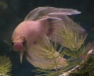 04_01_24_Betta_3.jpg