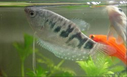 Marble_Gourami.jpg