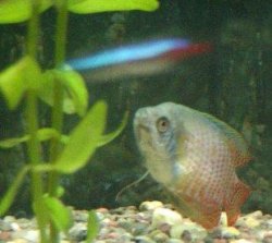 DAVID__GOURAMI_SICK.jpg