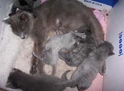 kittens012.jpg