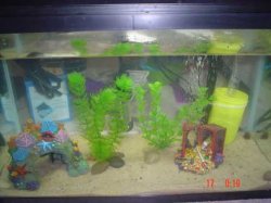 New_Fish_Tank_013.JPG