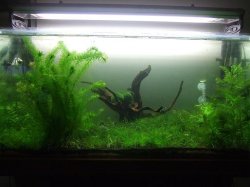 more_tank_pics_005.JPG