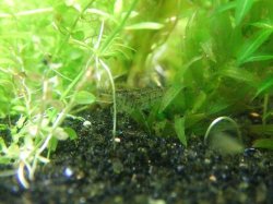 cherry_shrimp_001.JPG