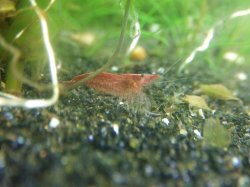 cherry_shrimp_036.JPG