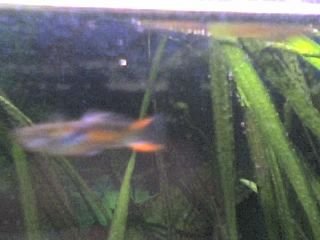 Firetail_Guppies_001.jpg