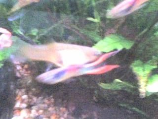 Firetail_Guppies_006.jpg