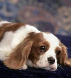 king_charles_spaniel.jpg