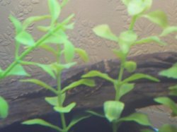 PLECO_2.JPG