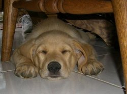 Sleeping_under_table.JPG