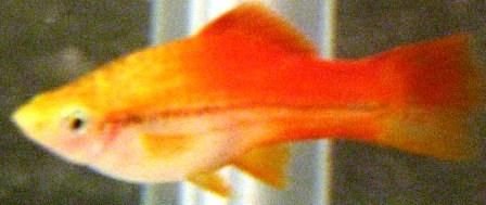 swordtail.jpg