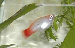 Calico_Platy.JPG